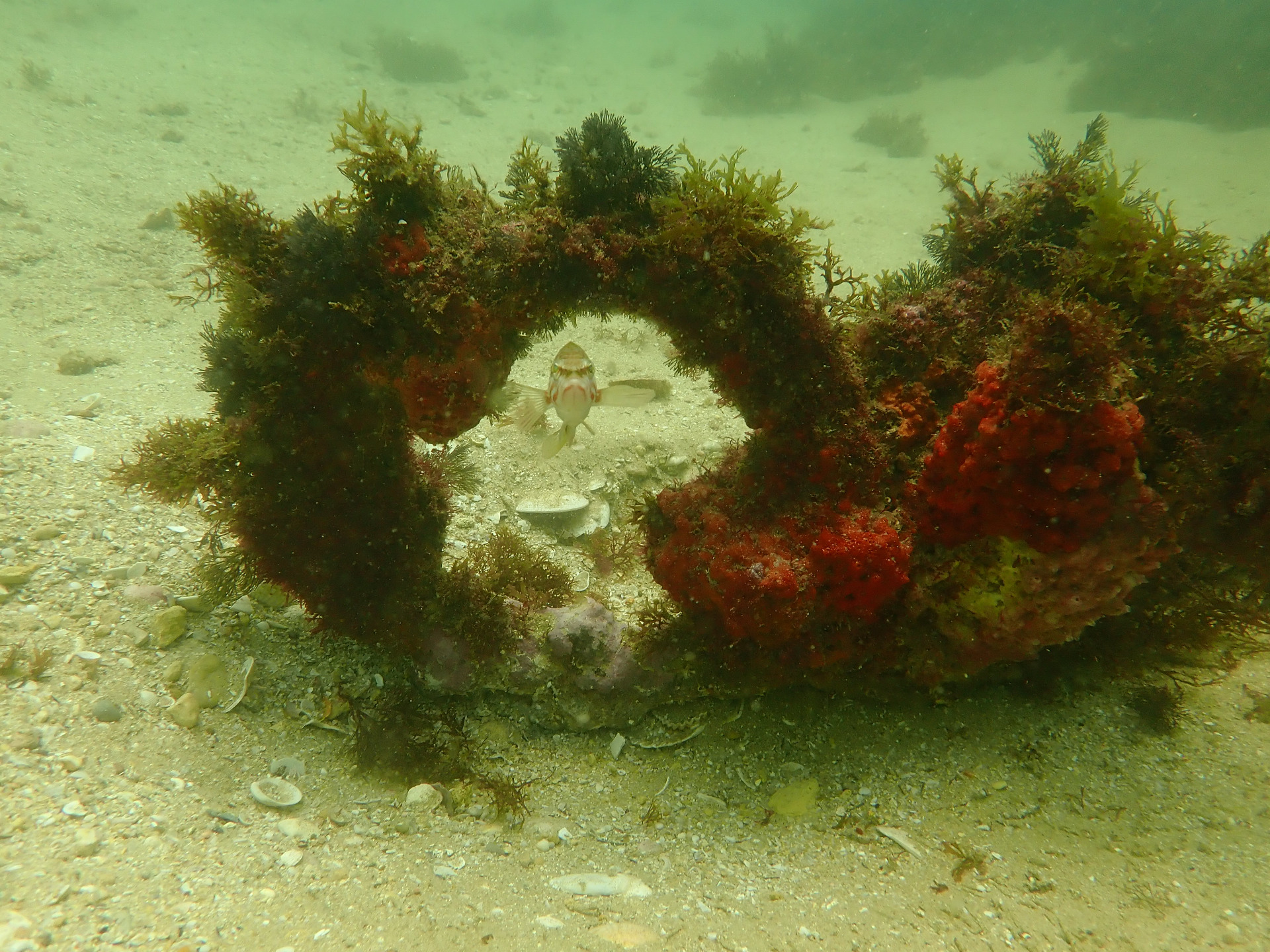 Anchor ring and "happy" fish at Porto de Mós area